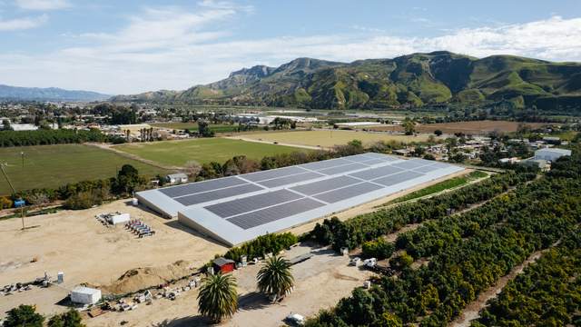 Covered reservoir framed by palms and avocado orchard